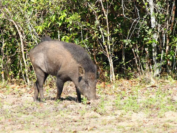 Yaban domuzu, Sus scrofa cristalus — Stok fotoğraf