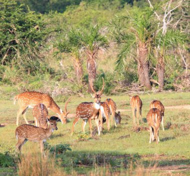 Sri Lankalı eksen geyik, eksen eksen ceylonensis sürüsü