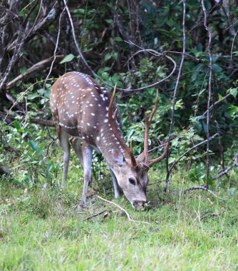 Erkek Sri Lanka eksen geyik, eksen eksen ceylonensis