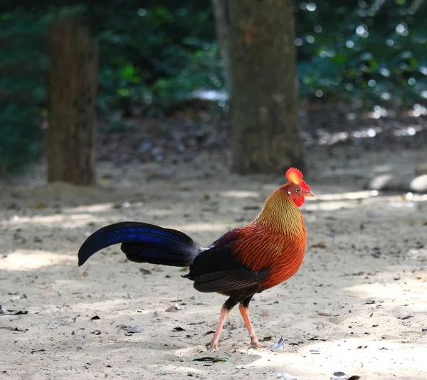 Ceylon-Urvogel, gallus lafayetii — Stockfoto