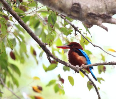 Beyaz - İzmir yalıçapkını, Halcyon smyrnensis fusca