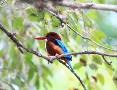 Beyaz - İzmir yalıçapkını, Halcyon smyrnensis fusca