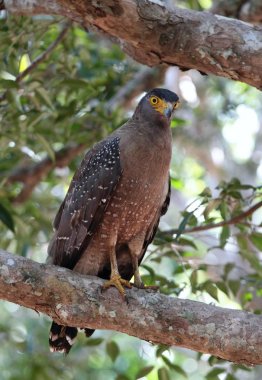 Tepeli yılan kartalı, Spilornis cheela spilogaster
