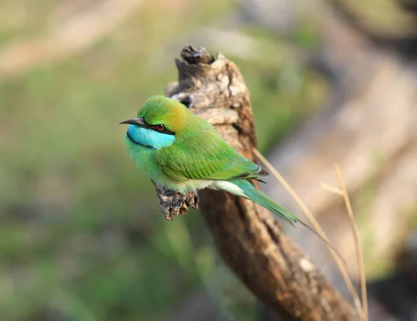 Malé zelené bee-eater, Merops orientalis — Stock fotografie
