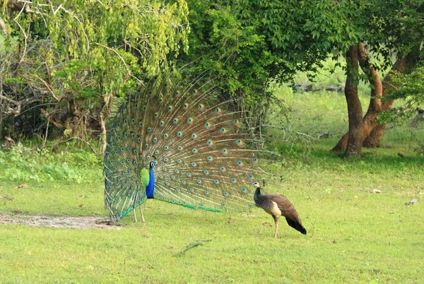 Индийская павлинья птица, Кристалл Паво. Мужчина, павлин, ухаживает за самкой, пайеном — стоковое фото