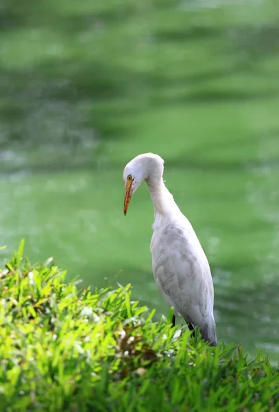 Intermediate Egret, Egretta intermedia, stående vid dammen — Stockfoto