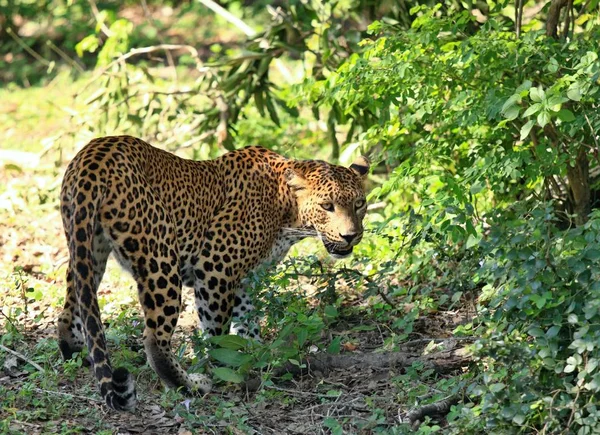 Sri Lankaanse Luipaard, Panthera pardus kotiya, wildlife doorlopen — Stockfoto