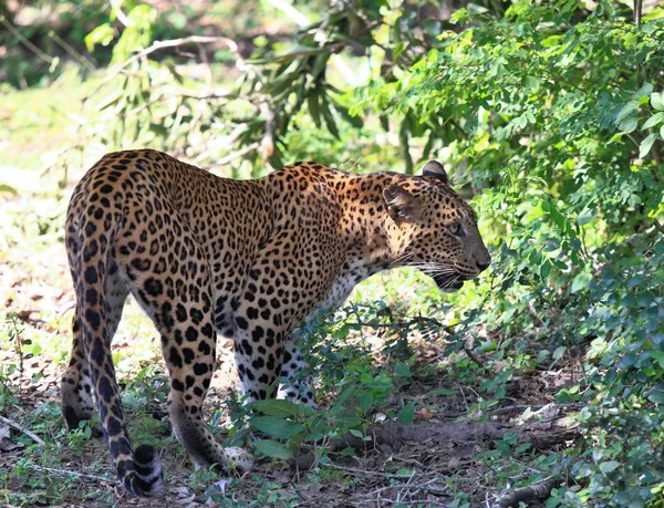 Sri Lankaanse Luipaard, Panthera pardus kotiya, wildlife doorlopen — Stockfoto