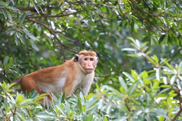 转矩猕猴猕猴中研院，坐在树上. — 图库照片