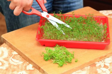 Sağlık ve güzellik taze Bahçe cress çimlenme üzerinden