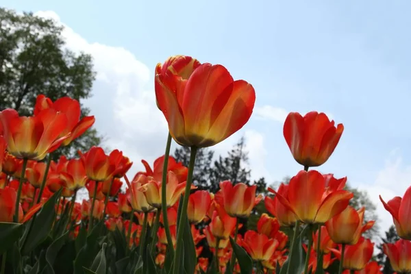 Flower bed of red tulips against blue sky — Stock Photo, Image