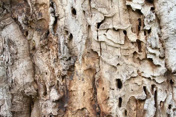 Vecchio tronco d'albero con fori da tarlo e picchio — Foto Stock