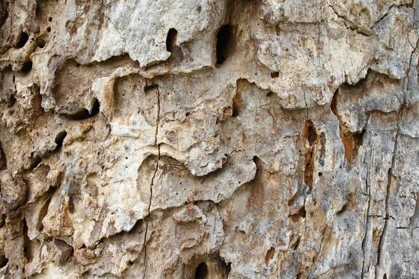 Vieux tronc d'arbre avec des trous de vers de bois et de pic — Photo