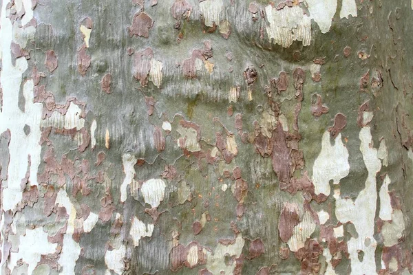 Texture de l'écorce d'arbre platanus — Photo