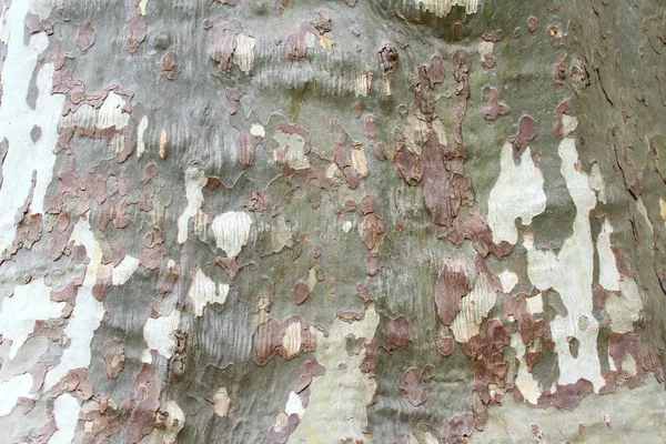 Texture del platano della corteccia dell'albero — Foto Stock