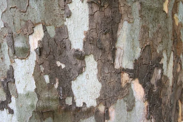 Texture del platano della corteccia dell'albero — Foto Stock