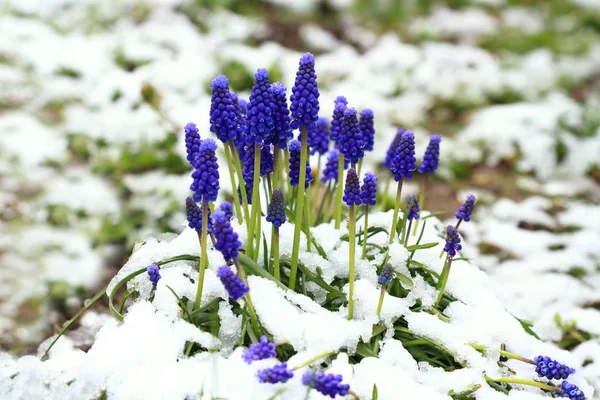 Grape hyacinth flower, Muscari Armeniacum,   in the snow — Stock Photo, Image