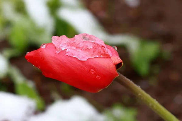 Flor de tulipa com neve derretida no topo — Fotografia de Stock