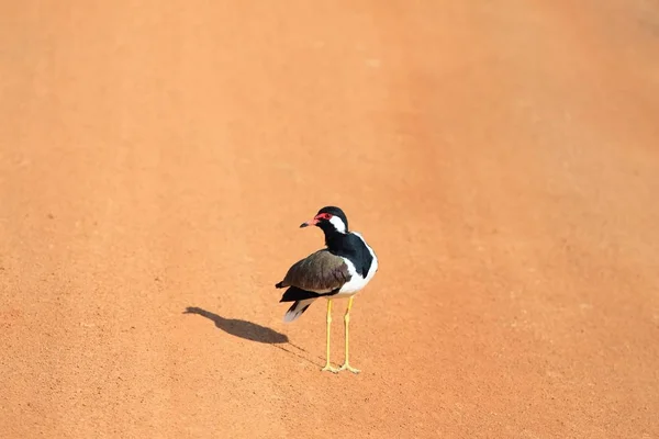 Rotwatt-Kiebitz, vanellus indicus lankae — Stockfoto