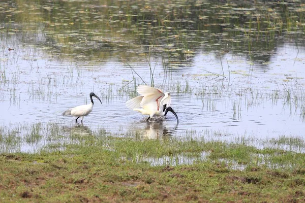 Fighting males of Black-headed Ibis — Stock Photo, Image