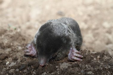 Mole, Talpa europea in ground