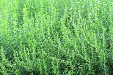 Kış kokulu ot, Satureja montana, erken yaz aylarında