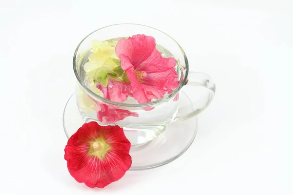 Haciendo la infusión de la flor hollyhock, Alcea rosea sobre blanco . —  Fotos de Stock