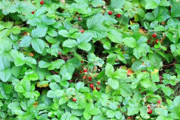 Клубника со спелыми ягодами — стоковое фото