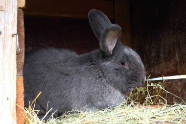 Saf yetiştirilen erkek adatavşanı, kulak dövme ile Moravyalı mavi