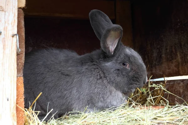 Saf yetiştirilen erkek adatavşanı, kulak dövme ile Moravyalı mavi