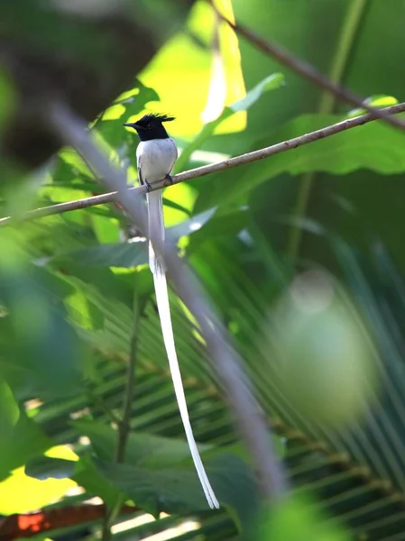 Paraíso asiático Flycatcher, Terpsiphone paradisi, hermoso macho — Foto de Stock
