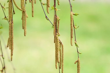 Bahar huş ağacı çiçeği yeşil çim arka içinde
