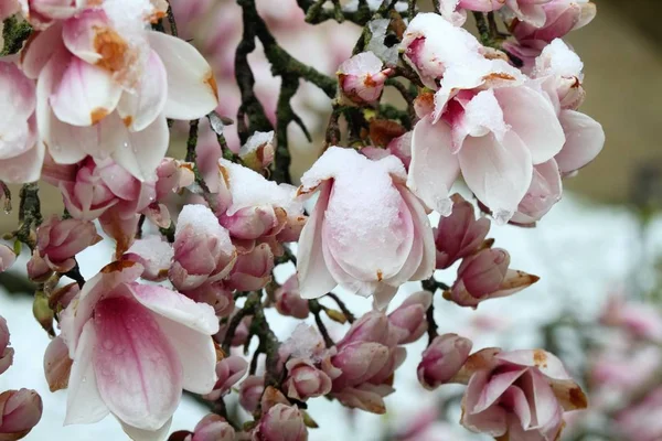 Schnee auf schönen Magnolienblüten im Frühling — Stockfoto