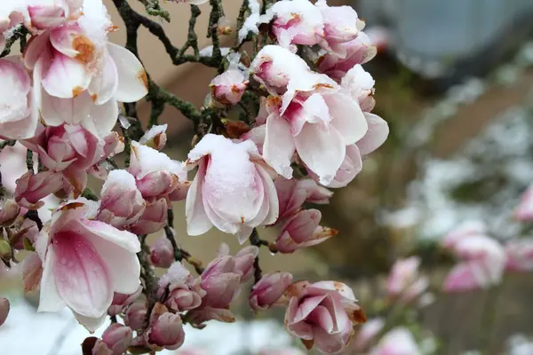 Schnee auf schönen Magnolienblüten im Frühling — Stockfoto