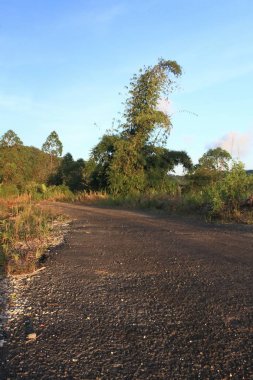 Dağ orman tarafından'nde Günbatımı kaplı yolda 