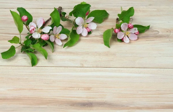 Tavaszi természet háttér friss virágokkal — Stock Fotó
