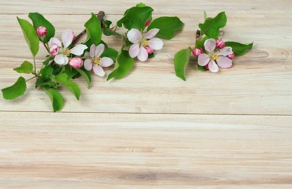 Frühling Natur Hintergrund mit frischen Blumen — Stockfoto