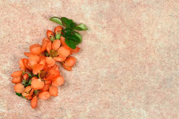 Vår Natur Bakgrund Med Frisk Blommande Gren Orange Kvitten Blommor — Stockfoto