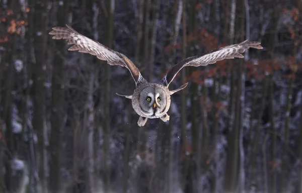 Great Grey Owl Lapland Owl Lat Strix Nebulosa Owl Flying — Stock Photo, Image