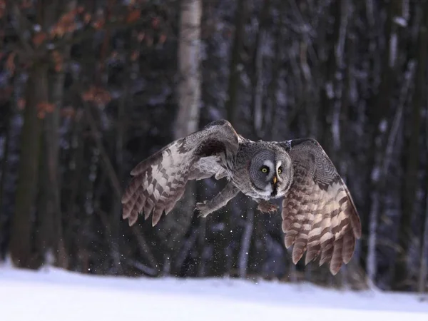 Gran Búho Gris Búho Laponia Lat Nebulosa Strix Búho Volando — Foto de Stock