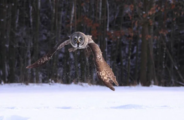 グレートグレーフクロウやラップランドフクロウ フラット ストリックス ネブロサフクロウは冬に木の近くを飛んでいます 雪から離陸した鳥 フロントビュー — ストック写真