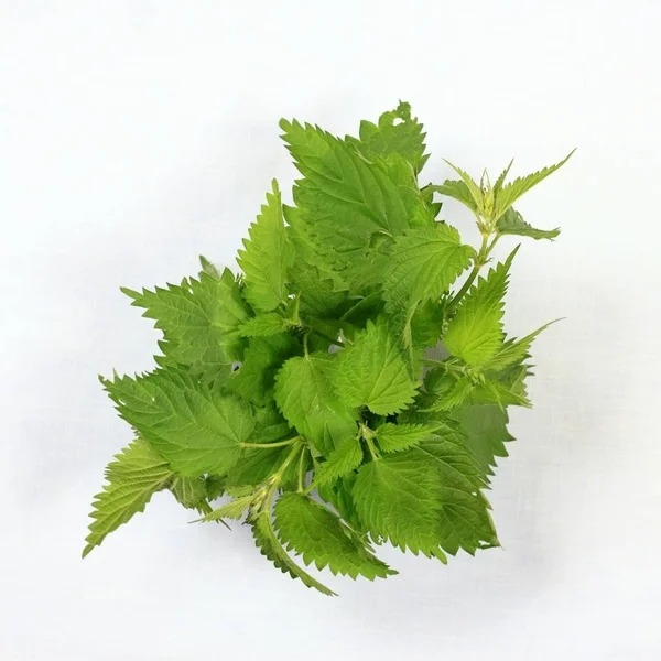 Bunch Fresh Nettles Flat View Nettle Urtica Dioica Cup White — Stock Photo, Image