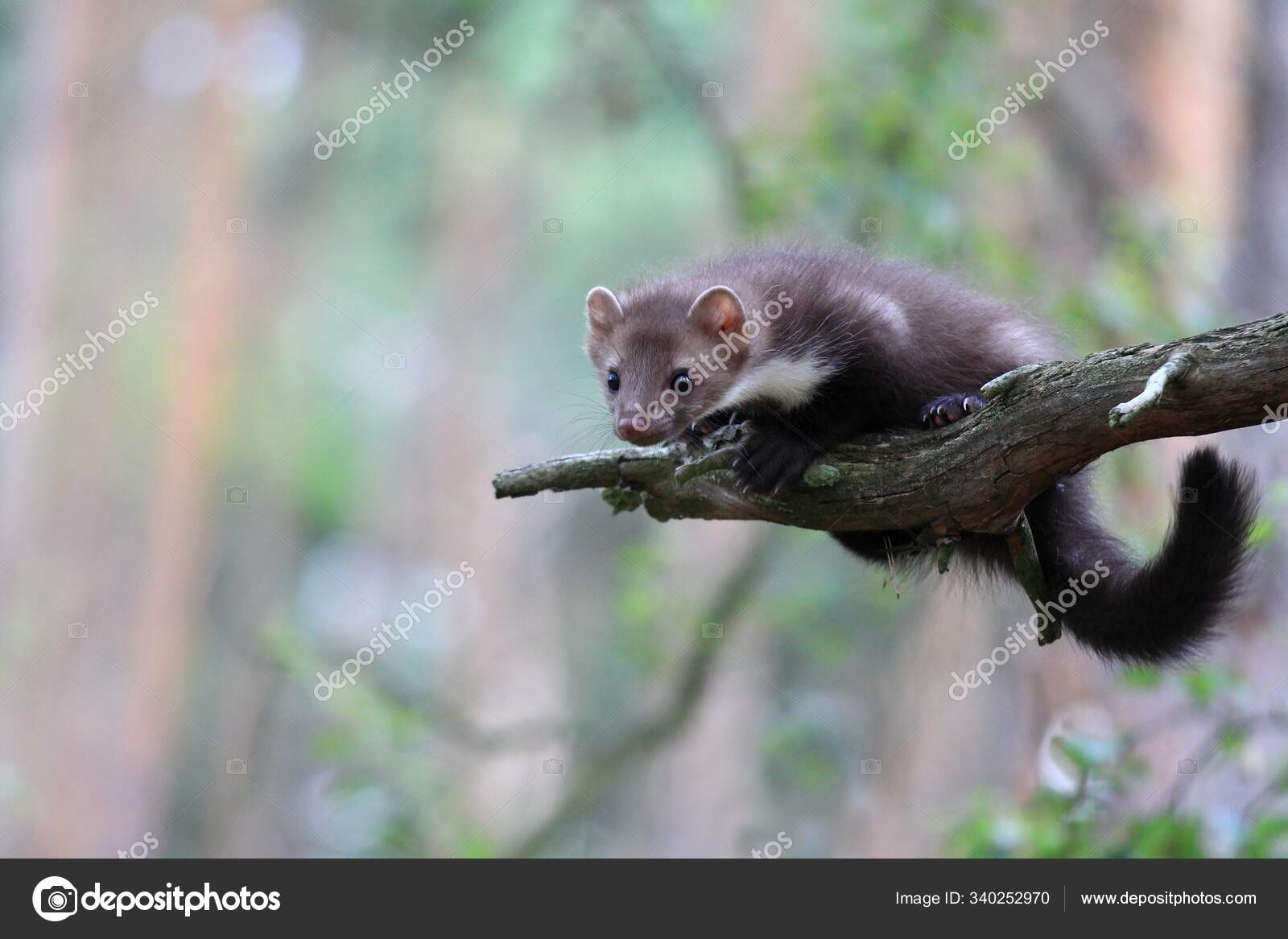 white marten