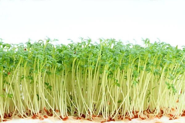 Gartenkresse Auf Weißem Hintergrund Junge Kresse Lepidum Sativum Die Aus — Stockfoto