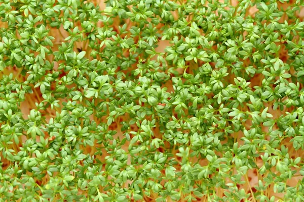 Garden Cress Top View Young Cress Lepidum Sativum Growing Cotton — Stock Photo, Image