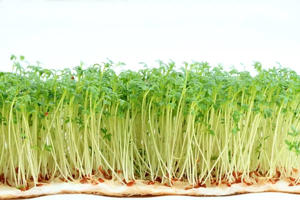 Garden Cress White Background Young Cress Lepidum Sativum Growing Cotton — Stock Photo, Image