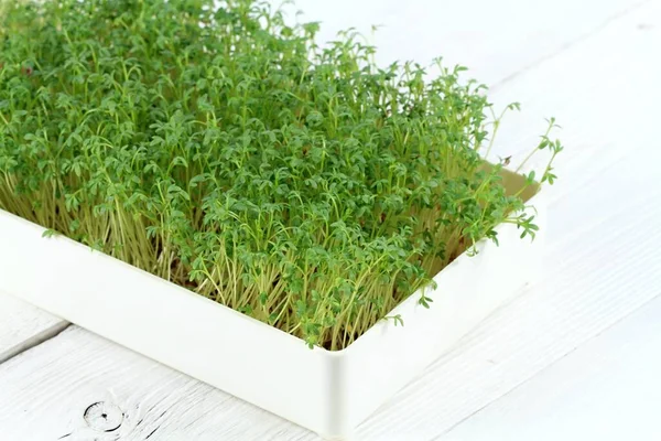 Garden cress in a box on  white background.  Young cress, Lepidum sativum, also called mustard and cress, garden pepper cress,  pepperwort or pepper grass.