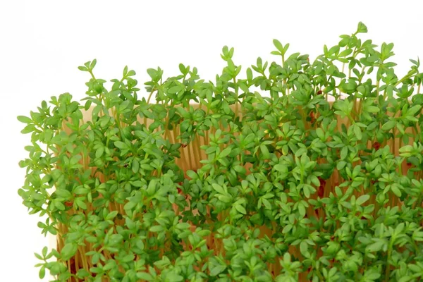 Garden cress, top view.  Young cress, Lepidum sativum, growing from cotton wool, flat lay. Also called mustard and cress, garden pepper cress,  pepperwort or pepper grass.