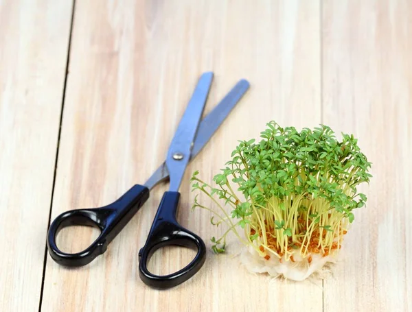 Garden Cress Cut Scissors Fresh Cress Growing Cotton Pad Brown — Stock Photo, Image