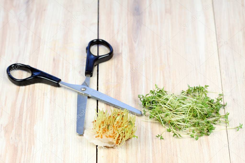 Garden cress is cut with scissors. Fresh cress growing from cotton pad , brown table. Also called mustard and cress, garden pepper cress,  pepper wort or pepper grass.